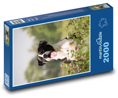 Obrázek produktu pro Puzzle 2000 Pes v rozkvetlé louce - martinpuzzle