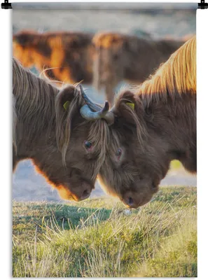Produktbild von MuchoWow® Wandteppich Wandbehang Schottische Highlander - Tiere - Sonne 60x90 cm Tapisserie Dekoration Wandtuch - Foto-Teppich - Abwaschbar