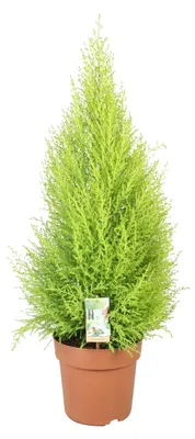 Image de Cupressus Goldcrest Wilma - 80-90cm - Ø21cm - Plante d'intérieur - Vert persistant