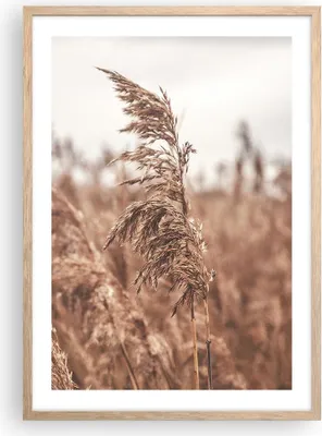 Produktbild von Gerahmtes Poster - Rahmen in heller Eiche - Zuckerrohr Wiese Boho - 50x70 cm - Wand Bild - Wanddeko - Wandbilder - Kunstposter - Wandposter - Bilderrahmen - Bilder - Kunstdruck - P2NPA50x70-4709