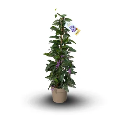 Image de Hardenbergia violacea pyramide - plante fleurie - ↕ 70-80 cm - ⌀ 18 cm - plante d'extérieur - fleur violette