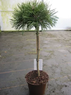 Produktbild von Pinus mugo Benjamin - Zwerg-Bergkiefer Benjamin Stamm 40cm