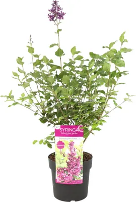 Produktbild von Bloomique - Syringa Bloomerang Dark Purple - Flieder - Lila blühend - Gartenpflanzen - Winterhart - 40-50 cm Hoch - Topf 19 cm