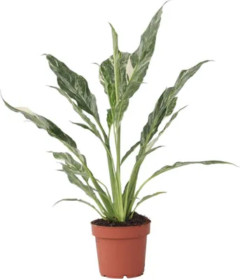 Produktbild von Friedenslilie - Einblatt - Spathiphyllum 'Diamond' - Höhe 40-50cm - ⌀12cm