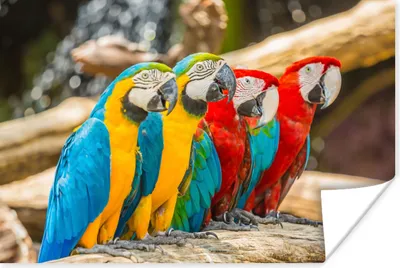 Produktbild von MuchoWow® Poster Vögel - Papagei - Tropisch - Natur 120x80 cm - Bilder