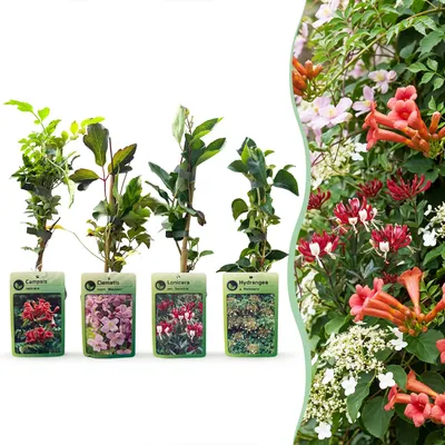 Produktbild von Green boutiQ - 4x Klimplanten Rainbow Courfull - Bunte Kletterpflanzen - Hell Rosa - Weiß - Lila - Kletterpflanze - Ø9cm - ↕35cm