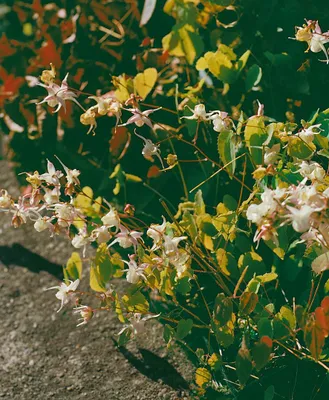 Produktbild von Epimedium grandiflorum, weiß, ca. 9x9 cm Topf