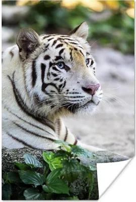 Produktbild von MuchoWow® Poster Tiger - Weiß - Sand 80x120 cm - Papierdruck