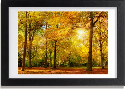 Produktbild von Bild 30x20 MDF-Rahmen, Wandkunst Wald im Herbst