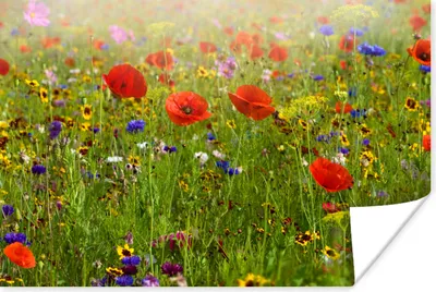 Produktbild von MuchoWow® Poster Frühling - Blumen - Rot - Mohn - Gras - Grün 60x40 cm - Schlafzimmerdekoration
