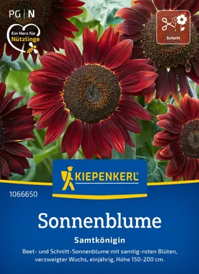 Produktbild von Kiepenkerl Sonnenblumensamen Samtkönigin Helianthus annuus 40 Pflanzen