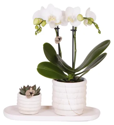 Produktbild von Kolibri Company | Pflanzenset Slow Living Small | Weiße Phalaenopsis Orchidee Lausanne und Sukkulente inkl. Keramik-Zierpflanztöpfe auf weißem organischen Tablett