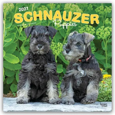 Produktbild von Schnauzer Puppies - Schnauzer Welpen 2027 - 16-Monatskalender