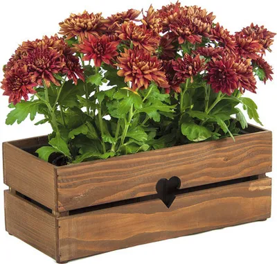 Obrázek produktu pro Truhlík dřevěný SRDCE 42 x 19 x 15 cm kaštan