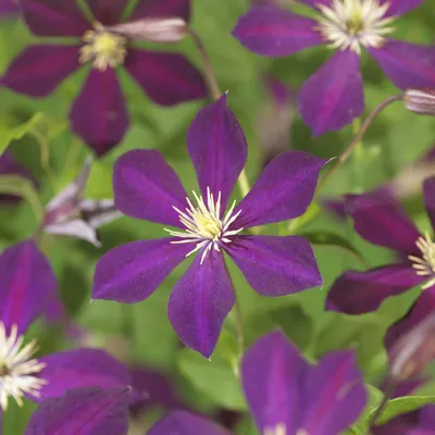 Obrázek produktu pro Popínavá rostlina Clematis Mikelite – fialová – bílé květy – nenáročná na péči – 2 rostliny – výška 11 cm, šířka 40 cm – do zahrady, na terasu a na pergoly