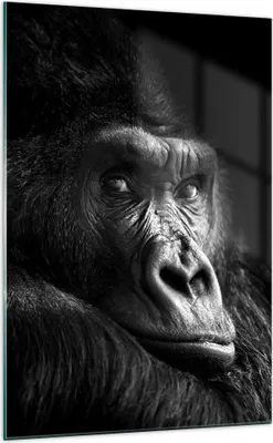Produktbild von Bilder auf glas - Einteilig - Affe Gorilla Porträt - 70x100cm - Glasbilder - Wandbilder - Bilder - zum Aufhängen bereit - Wanddekoration aus Glas - Glas Bilder - Wandbild auf Glas - GPA70x100-5007