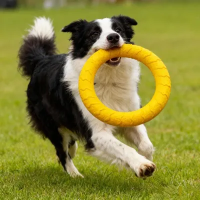 Immagine prodotto di INF Mila Ring Anello Masticabile Grande in Schiuma EVA per Cani - Giallo, Anello Addestramento Anti-morso per Gioco Solitario e Scarico Energetico