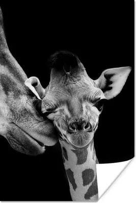 Produktbild von MuchoWow® Poster Tiere - Schwarz - Weiß - Giraffe - Porträt 40x60 cm - Plakate für die Wand - Poster Babyzimmer