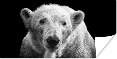 Produktbild von MuchoWow® Poster Eisbär - Tier - Schwarz - Weiß 160x80 cm - Foto Poster