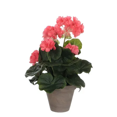 Produktbild von Mica Geranium im Topf lachs, 34 x 20 cm