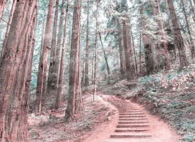 Produktbild von Wald Fototapete grün braun | Märchenwald Fototapete mit Treppe für Diele und Treppenhaus | Flur Tapete mit Bäumen abwasc