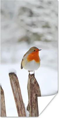 Produktbild von MuchoWow® Poster Vogel - Zaun - Schnee 40x80 cm - Dekoration