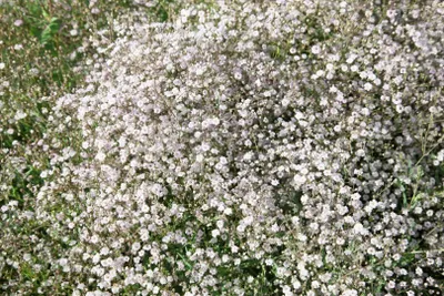 Produktbild von Gypsophila paniculata 'Schneeflocke', Schleierkraut, weiß, ca. 9x9 cm Topf