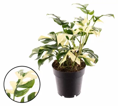 Productafbeelding van Rhaphidophora tetrasperma variegata - geel-gestreepte kamerplant - pot van 14 cm - 30 cm hoog