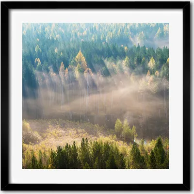 Produktbild von Bild - 50 cm x 50 cm - MDF - Rahmen, Wandkunst - Nebel im Wald