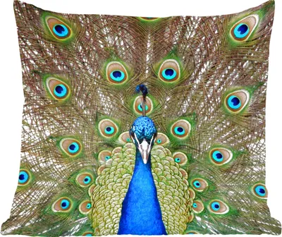 Produktbild von MuchoWow® Zierkissen Sofakissen Wohnzimmer Dekokissen 60x60 cm Pfau - Farben - Federn - Sitzfläche - Foto Polster