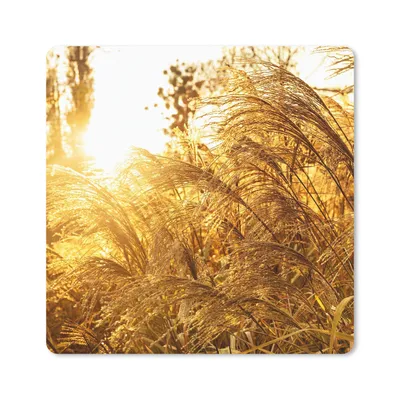 Produktbild von MuchoWow® Mauspad Mousepad Pampasgras - Sonne - Gras 30x30 cm - Mousepads - Maus Mat - Pad - Mausunterlage - Gaming