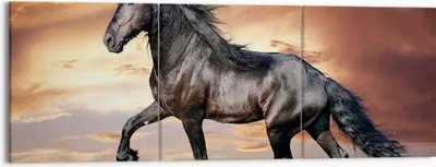 Produktbild von Bild auf Leinwand - Leinwandbild - Pferd Tier Wiese - 150x50cm - Wand Bild - Wanddeko - Wandbilder - Leinwanddruck - Bilder - Kunstdruck - Wanddekoration - Leinwand bilder - Wandkunst - CA150x50-2608