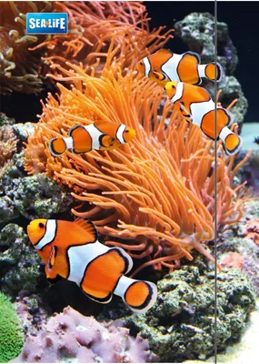 Produktbild von RNK Verlag 4512 Zeichenmappe "Sea Life" - A3, mit Gummizugverschluss