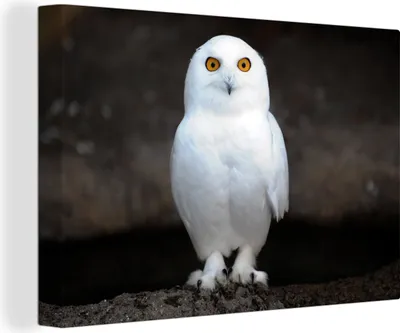 Produktbild von OneMillionCanvasses® - Leinwandbilder - 140x90 cm, Schneeeule, Wandbilder Kunstdruck Wanddekoration - Foto auf Leinwand - Gemälde auf Holzrahmen