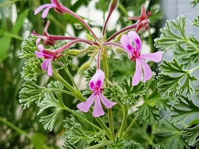 Image de Pelargonium abrotanifolium / Géranium au parfum d'Eucalyptus