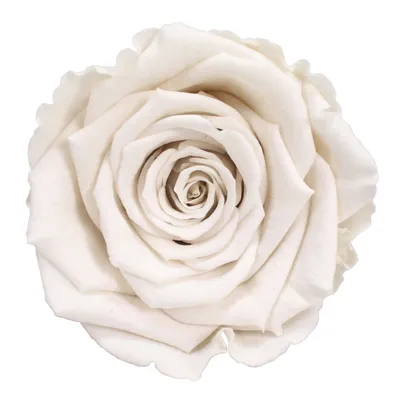 Produktbild von Infinity Rose L Ø5cm konserviert stabilisiert haltbar Rosenkopf ewige Rosenblüte 1 St. Creme-Weiß (whi04)
