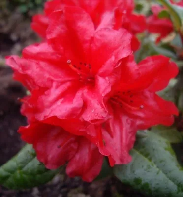 Produktbild von Kleinwüchsiger Rhododendron repens 'Scarlet Wonder' Alpenrose 15 - 20 cm