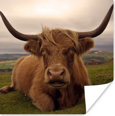 Produktbild von MuchoWow® Poster Schottischer Highlander - Tiere - Berg 75x75 cm - Wand Dekoration