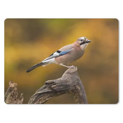 Produktbild von MuchoWow® Mauspad Mousepad Vogel - Zweig - Eichelhäher 23x19 cm - Mousepads - Maus Mat - Pad - Mausunterlage - Schreibtischunterlage - Mauspad