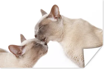 Produktbild von MuchoWow® Poster Zwei süße burmesische Katzen kuscheln 60x40 cm - Schlafzimmerdekoration