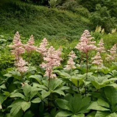 Imagen del producto de Rodgersia pinnata - Schout bij Nacht - Plantas con raíces expuestas - 4 unidades