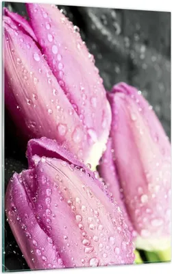 Produktbild von Bilder auf glas - Einteilig - Tulpen Tau Steine Pflanze - 50x70cm - Glasbilder - Wandbilder - Bilder - zum Aufhängen bereit - Wanddekoration aus Glas - Glas Bilder - Wandbild auf Glas - GPA50x70-2485