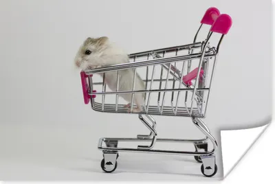 Produktbild von MuchoWow® Poster Hamster in einem Wagen 120x80 cm - Bilder