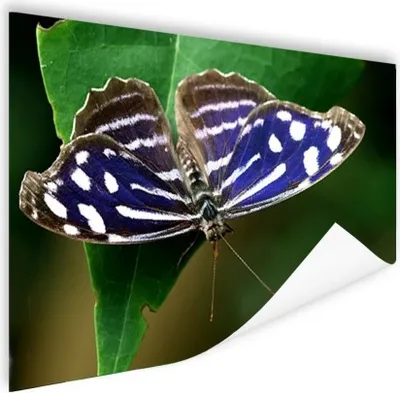 Produktbild von MuchoWow® Poster Blauer Meerbusenfalter 180x120 cm - Fotoplakat