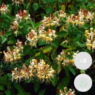 Produktbild von 2er-Set Lonicera Henryi, Geißblatt, Orange/Rot, 50-70 cm, Topf 15 cm