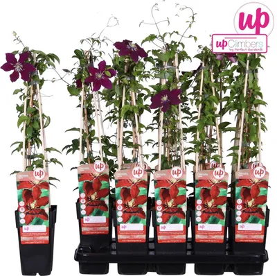 Produktbild von Waldrebe Clematis Niobe 60-80 cm Kletterpflanze