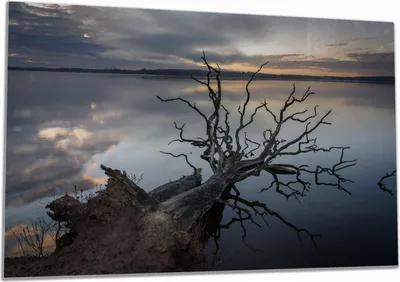 Produktbild von Wallario Herdabdeckplatte aus Glas, Größe 80 x 52 cm 1-teilig, Motiv Baum im Abendlicht