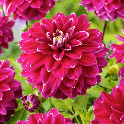 Produktbild von Dahlie Knolle Blüten Sommerblumen Herbstblumen Dekorative Dahlie Maldini 1 St.