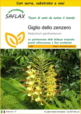 Immagine prodotto di SAFLAX Insieme di coltivazione - Giglio dello zenzero - 10 semi - Hedychum