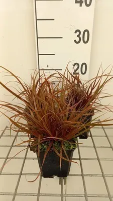 Produktbild von 6 x Uncinia rubra - Rotes Sichelgras - Topf 9 x 9 cm